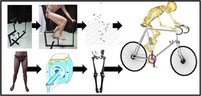 Statistical-Shape Prediction of Lower Limb Kinematics During Cycling, Squatting, Lunging, and Stepping—Are Bone Geometry Predictors Helpful?